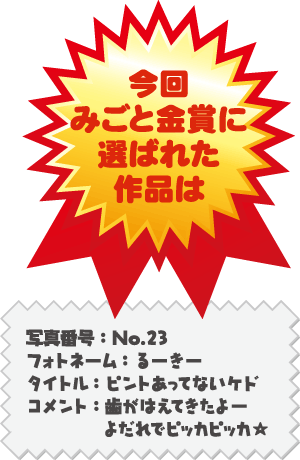 金賞作品：写真番号 No.23 写真タイトル「ピントあってないけど」